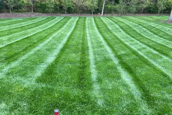 Lawn Maintenance