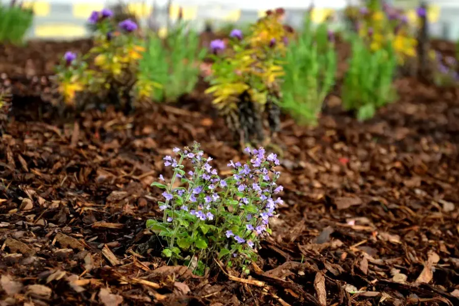 The Benefits Of Mulching For Slope And Erosion Control Plainfield, NJ
