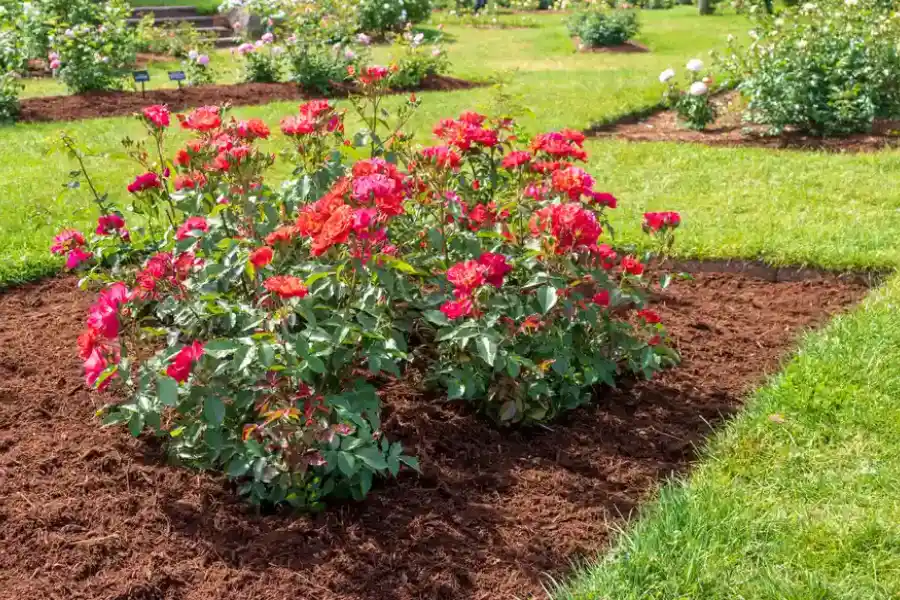 Understanding The Role Of Mulching In Soil Health in Plainfield, NJ